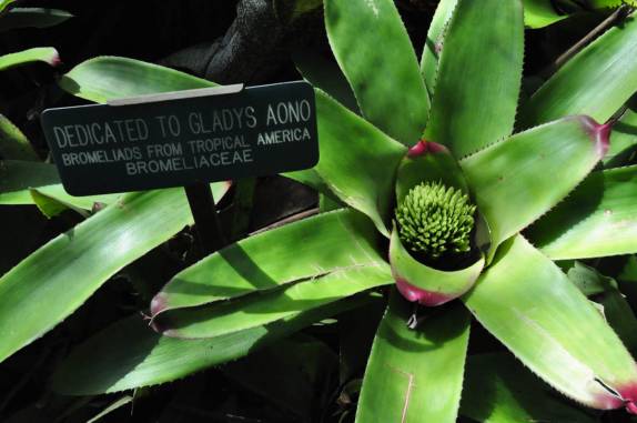 Uma das muitas bromélias no Jardim Botânico de Hilo, em Big Island, no Hawaii